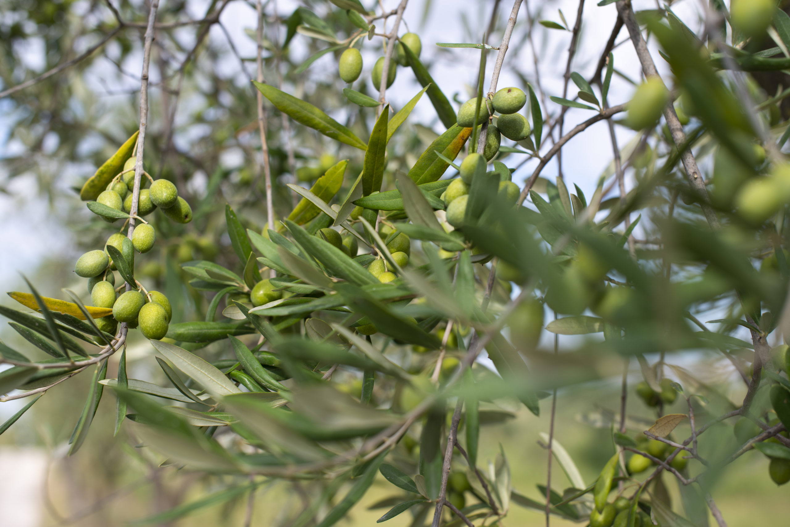 Olivos y aceitunas