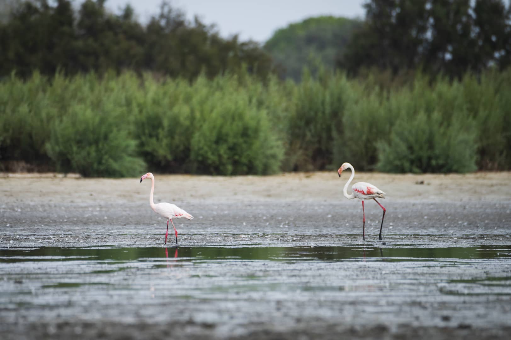 Flamencos en la laguna de Santa Olalla durante el mes de octubre de 2024