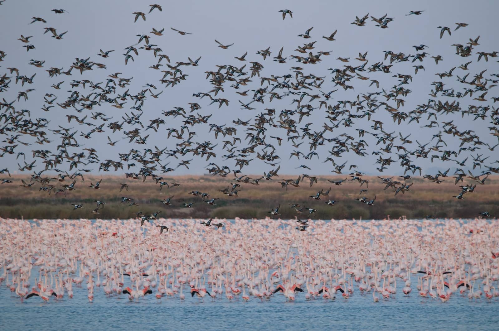 Patos cuchara y flamencos
                en la marisma de Doñana