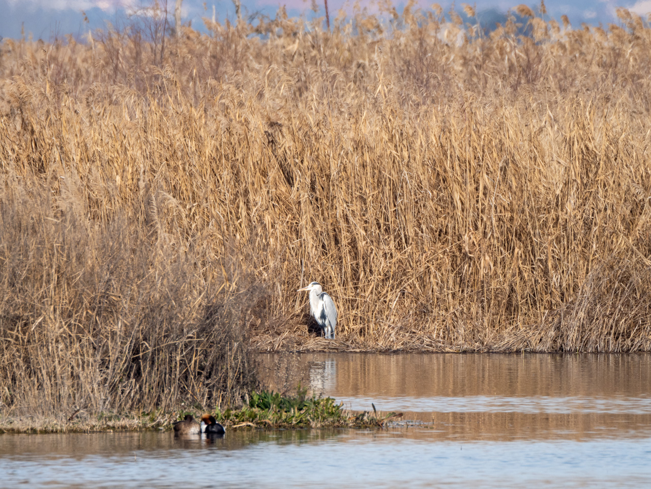 Garza Real en Las Tablas de Daimiel en enero de 2024