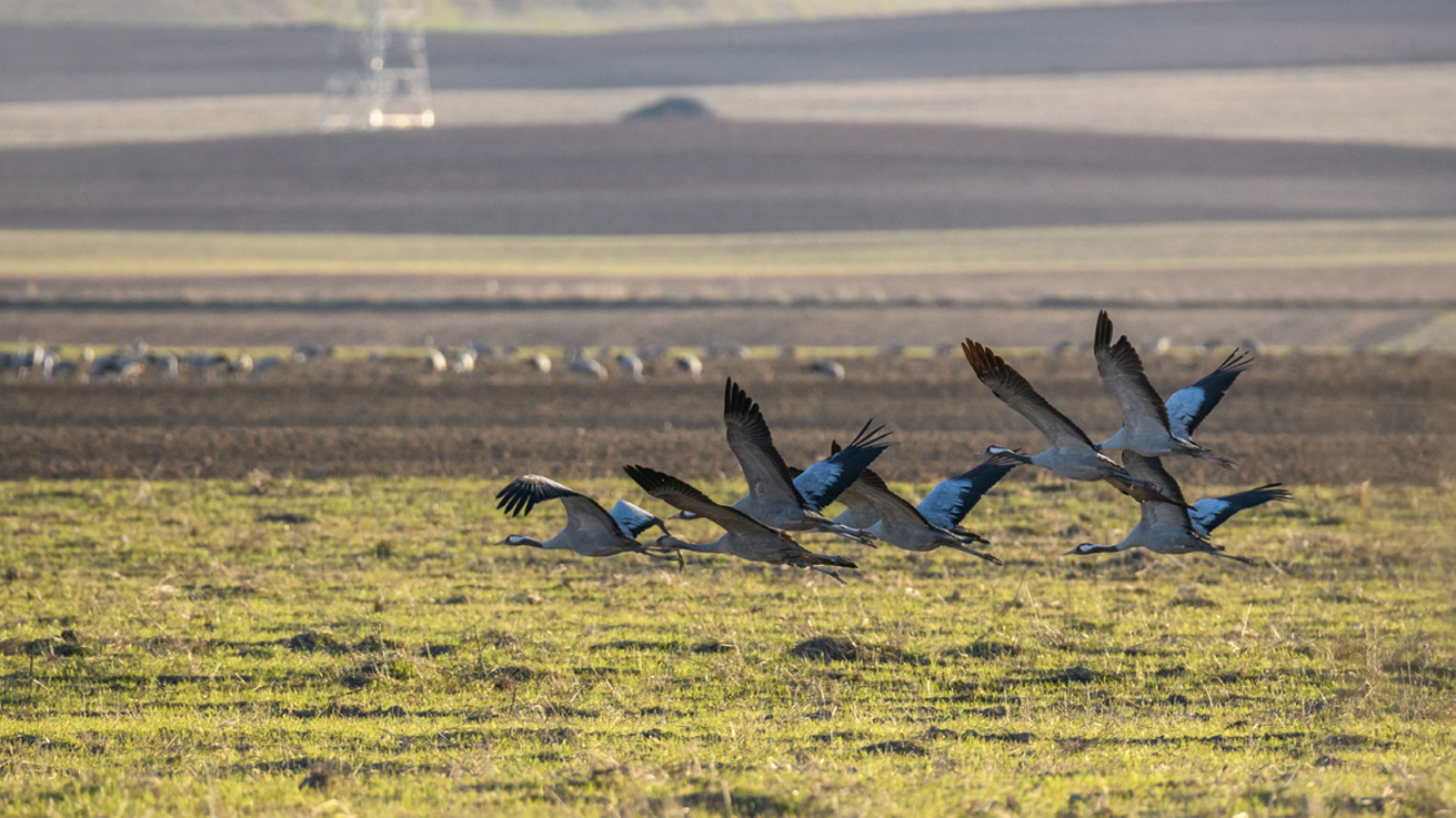 Cranes on crops around El Hito wetland