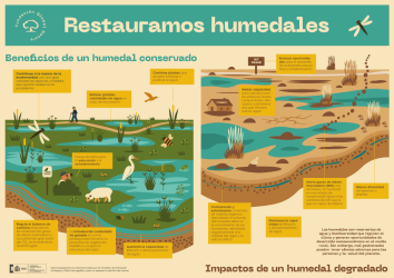 Restauramos humedales